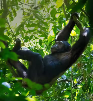 chimpanzee trekking - silverback wild adventures