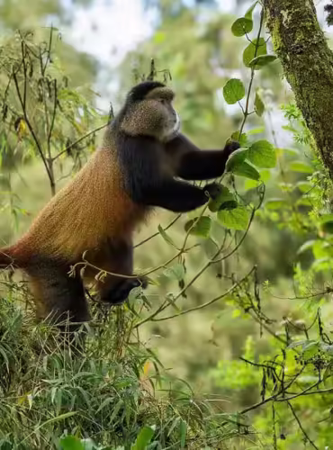 golden monkey - silverback wild adventures