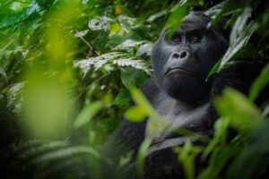 All-Inclusive Rwanda Gorilla Safari: The Ultimate Luxury 