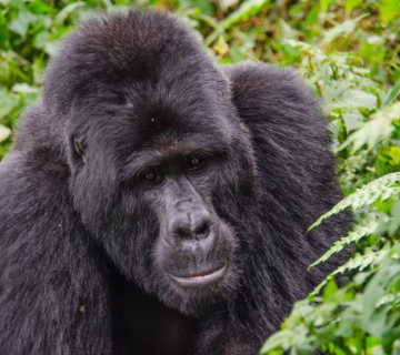 10 Facts About Mountain Gorilla Trekking