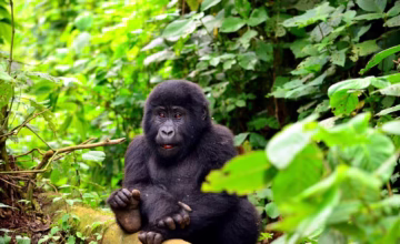 Everything You Need to Know About the Nshongi Gorilla Group in Rushaga The Nshongi Gorilla Group is one of the gorilla groups that live in the Rushaga area of Uganda, which is part of Bwindi Impenetrable National Park. Because it is home to many mountain gorillas, Bwindi Impenetrable National Park is one of the best places in the world to go on a gorilla hiking safari. There are a lot of people in the Nshongi Gorilla Group, which was once the most settled gorilla group in Bwindi. It was named after the Nshongi River. It's best to check with park officials or a tour company for the most up-to-date information before making trip plans, since the group's size can change over time due to births, deaths, and changes in how the group works. In Bwindi Impenetrable National Park, which includes the Rushaga region home to the Nshongi Group, gorilla hiking is a rare chance to see these amazing animals in their natural environment. It is an exciting way to experience nature and a success story for conservation. Both help to protect these rare species. The Nshongi are the biggest group of people who live in the Rushaga area of Bwindi Impenetrable National Park. The Nshongi gorilla family lives in the southern part of Bwindi Impenetrable Forest National Park, in the Rushaga area. There is a leader, Silver-back Nshongi, and blackbacks Kakono, Kutu, Tinfayo, Munywa, Bwire, Busasa, Matama, and Bweza. There are also adult females Shida, Bukojo, Nyampundu, and Munini, as well as juveniles Rurehuka, Mureba, Mahoro, and Tindatine and babies Ninsiima, Mukiza, Katoono, Kazani, Rotary, and Bwiruka. The name of the group comes from the River Nshongi, which runs through the area where they were first seen. This word comes from Omushongi Gwoboki, which is the local name for honey. The water in the river is honey-colored, which is how it got its name. The Nshongi ape family started getting used to people going into their home in 2007. On September 26, 2009, they let guests in, which was a lot of fun. The event, which led to the creation of the Friend a Gorilla campaign, was attended by famous people. GORILLA TREKKING UGANDA IS NSHONGI Ten of the group's members broke away under Silverback Mishaya's direction because of fights within the family. This left the group with only 25 members. The Nshongi gorilla family group split up even more in 2012 when the Bweza gorilla family was formed in the Bwindi jungles because of fighting within the group. The Nshongi Gorilla Group is in Rushaga. The Nshongi Gorilla Group is in Rushaga. The number of members in these gorilla families changes over time for many reasons, such as when group members die, when new members join, when long-time members leave, and plenty more. Gorilla tracking passes in Uganda Park cost as little as $800 USD for foreigners who are not residents there. They cost $700 USD for foreign residents and 300,000 Ugandan Shillings for people who live in the East African Community. You need to book these tracking permits ahead of time with a reputable tour company, like Maseke Adventure Co.Ltd. OTHER GORILLA FAMILIES IN THE RUSHAGA REGION. When you go after this monkey troop, you can look forward to moments that will last a lifetime. When the Nshongi gorilla family was made available for tracking on September 26, 2009, there were only 35 members left of what had been a huge group. While the family was together, there were disagreements, and 10 people left the group, leaving only 25 people in Silverback Mishaya's charge. This group of gorillas gets its name from the River Nshongi, which flows through their home range. The river was a deep shade of what looked like honey. The name of the ape family, Nshongi, comes from the color of the honey. The name of the river, Omushongi Gwoboki, also comes from this color. The Nshongi gorilla family started getting used to people in 2007 and later opened their home to guests on September 26, 2009. There was a lot of fun and famous people there, which was also the start of the Friend a Gorilla program. The Nshongi gorilla family lives in the southern part of Bwindi Impenetrable Forest National Park, in the Rushaga area. There is a leader, Silver-back Nshongi, and blackbacks Kakono, Kutu, Tinfayo, Munywa, Bwire, Busasa, Matama, and Bweza. There are also adult females Shida, Bukojo, Nyampundu, and Munini, as well as juveniles Rurehuka, Mureba, Mahoro, and Tindatine and babies Ninsiima, Mukiza, Katoono, Kazani, Rotary, and Bwiruka. There was a new group in the Bwindi woods in 2012 called the Bweza gorilla family. This was made because of ongoing fights and other issues that were making some members of the Nshongi gorilla family group uncomfortable. Please keep in mind that the rules for gorilla hiking and the number of people who can visit a gorilla group can change at any time. Because of this, you must make sure you have the most up-to-date information and all the necessary permissions before you book your journey. Also, because gorilla trekking is a sensitive activity meant to keep people from disturbing the gorillas and their habitat, it's very important that you follow all park officials' and tour guides' instructions to make sure that everyone has a nice and safe time. In each part of Bwindi Impenetrable National Park, you can go gorilla hiking with a different group of gorillas. Many gorilla groups live in Rushaga, an area of Bwindi National Park that is famous for them. The Nshongi Group is one of these groups. The Nshongi Gorilla Group may be in a different part of the Rushaga area every day because gorilla groups move around their home ranges in the forest. Park guards and tour guides will lead hikers to the area where the Nshongi Group currently lives while keeping a close eye on where the group is at all times. If you want to go gorilla climbing with the Nshongi Gorilla Group in Bwindi Impenetrable National Park, you must get the right permits and work with park officials and trip companies to make sure your experience is respectful and safe. They can also give you the most up-to-date information on where the group is, how to get there, and how to hike.