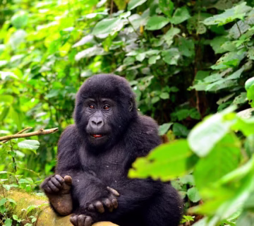 Everything You Need to Know About the Nshongi Gorilla Group in Rushaga The Nshongi Gorilla Group is one of the gorilla groups that live in the Rushaga area of Uganda, which is part of Bwindi Impenetrable National Park. Because it is home to many mountain gorillas, Bwindi Impenetrable National Park is one of the best places in the world to go on a gorilla hiking safari. There are a lot of people in the Nshongi Gorilla Group, which was once the most settled gorilla group in Bwindi. It was named after the Nshongi River. It's best to check with park officials or a tour company for the most up-to-date information before making trip plans, since the group's size can change over time due to births, deaths, and changes in how the group works. In Bwindi Impenetrable National Park, which includes the Rushaga region home to the Nshongi Group, gorilla hiking is a rare chance to see these amazing animals in their natural environment. It is an exciting way to experience nature and a success story for conservation. Both help to protect these rare species. The Nshongi are the biggest group of people who live in the Rushaga area of Bwindi Impenetrable National Park. The Nshongi gorilla family lives in the southern part of Bwindi Impenetrable Forest National Park, in the Rushaga area. There is a leader, Silver-back Nshongi, and blackbacks Kakono, Kutu, Tinfayo, Munywa, Bwire, Busasa, Matama, and Bweza. There are also adult females Shida, Bukojo, Nyampundu, and Munini, as well as juveniles Rurehuka, Mureba, Mahoro, and Tindatine and babies Ninsiima, Mukiza, Katoono, Kazani, Rotary, and Bwiruka. The name of the group comes from the River Nshongi, which runs through the area where they were first seen. This word comes from Omushongi Gwoboki, which is the local name for honey. The water in the river is honey-colored, which is how it got its name. The Nshongi ape family started getting used to people going into their home in 2007. On September 26, 2009, they let guests in, which was a lot of fun. The event, which led to the creation of the Friend a Gorilla campaign, was attended by famous people. GORILLA TREKKING UGANDA IS NSHONGI Ten of the group's members broke away under Silverback Mishaya's direction because of fights within the family. This left the group with only 25 members. The Nshongi gorilla family group split up even more in 2012 when the Bweza gorilla family was formed in the Bwindi jungles because of fighting within the group. The Nshongi Gorilla Group is in Rushaga. The Nshongi Gorilla Group is in Rushaga. The number of members in these gorilla families changes over time for many reasons, such as when group members die, when new members join, when long-time members leave, and plenty more. Gorilla tracking passes in Uganda Park cost as little as $800 USD for foreigners who are not residents there. They cost $700 USD for foreign residents and 300,000 Ugandan Shillings for people who live in the East African Community. You need to book these tracking permits ahead of time with a reputable tour company, like Maseke Adventure Co.Ltd. OTHER GORILLA FAMILIES IN THE RUSHAGA REGION. When you go after this monkey troop, you can look forward to moments that will last a lifetime. When the Nshongi gorilla family was made available for tracking on September 26, 2009, there were only 35 members left of what had been a huge group. While the family was together, there were disagreements, and 10 people left the group, leaving only 25 people in Silverback Mishaya's charge. This group of gorillas gets its name from the River Nshongi, which flows through their home range. The river was a deep shade of what looked like honey. The name of the ape family, Nshongi, comes from the color of the honey. The name of the river, Omushongi Gwoboki, also comes from this color. The Nshongi gorilla family started getting used to people in 2007 and later opened their home to guests on September 26, 2009. There was a lot of fun and famous people there, which was also the start of the Friend a Gorilla program. The Nshongi gorilla family lives in the southern part of Bwindi Impenetrable Forest National Park, in the Rushaga area. There is a leader, Silver-back Nshongi, and blackbacks Kakono, Kutu, Tinfayo, Munywa, Bwire, Busasa, Matama, and Bweza. There are also adult females Shida, Bukojo, Nyampundu, and Munini, as well as juveniles Rurehuka, Mureba, Mahoro, and Tindatine and babies Ninsiima, Mukiza, Katoono, Kazani, Rotary, and Bwiruka. There was a new group in the Bwindi woods in 2012 called the Bweza gorilla family. This was made because of ongoing fights and other issues that were making some members of the Nshongi gorilla family group uncomfortable. Please keep in mind that the rules for gorilla hiking and the number of people who can visit a gorilla group can change at any time. Because of this, you must make sure you have the most up-to-date information and all the necessary permissions before you book your journey. Also, because gorilla trekking is a sensitive activity meant to keep people from disturbing the gorillas and their habitat, it's very important that you follow all park officials' and tour guides' instructions to make sure that everyone has a nice and safe time. In each part of Bwindi Impenetrable National Park, you can go gorilla hiking with a different group of gorillas. Many gorilla groups live in Rushaga, an area of Bwindi National Park that is famous for them. The Nshongi Group is one of these groups. The Nshongi Gorilla Group may be in a different part of the Rushaga area every day because gorilla groups move around their home ranges in the forest. Park guards and tour guides will lead hikers to the area where the Nshongi Group currently lives while keeping a close eye on where the group is at all times. If you want to go gorilla climbing with the Nshongi Gorilla Group in Bwindi Impenetrable National Park, you must get the right permits and work with park officials and trip companies to make sure your experience is respectful and safe. They can also give you the most up-to-date information on where the group is, how to get there, and how to hike.