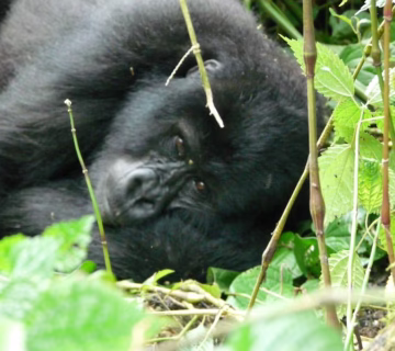 2025 Activities in Bwindi impenetrable national park.
