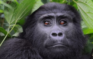 Last Minute Bwindi Gorilla Permits: How to Secure Last Minute Bwindi Gorilla Permits: How to Secure
