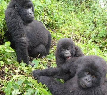 2025 Gorilla trekking safari in Rwanda