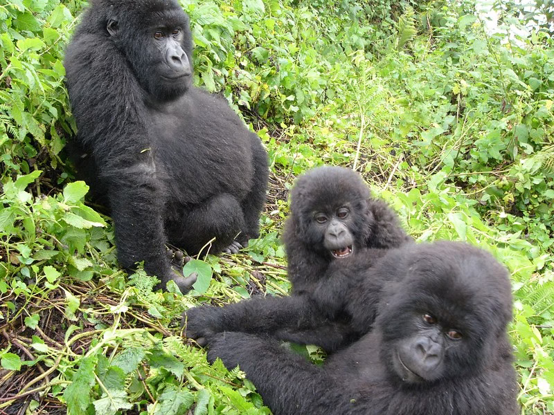 2025 Gorilla trekking safari in Rwanda