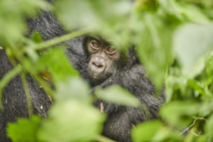 Bwindi Gorilla Trekking from Kigali: The Smartest Bwindi Gorilla Trekking from Kigali: The Smartest,