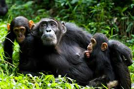 Travel guide for chimpanzee trekking in Uganda