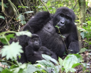 Bwindi Gorilla Trekking from Kigali: The Smartest Bwindi Gorilla Trekking from Kigali: The Smartest,