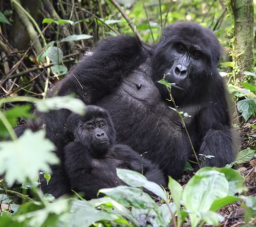 5 Luxury Activities in Bwindi Impenetrable National Park