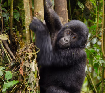 A complete guide to gorilla trekking in Uganda