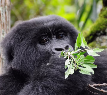 A guide to gorilla trekking in Uganda and Rwanda