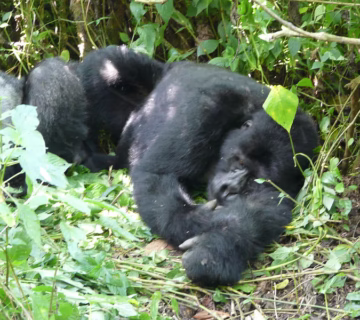 A guide to gorilla trekking in Uganda and Rwanda