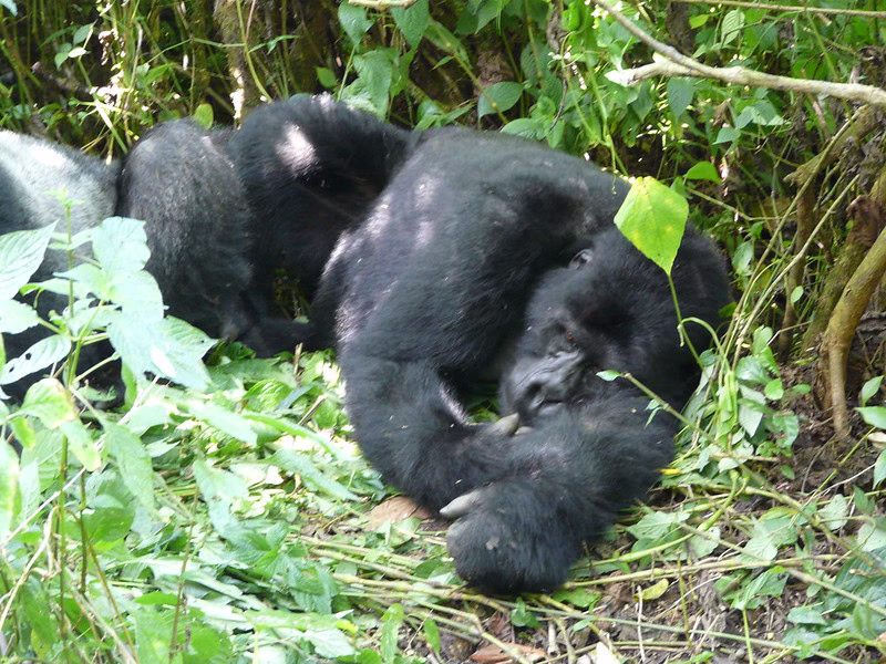 A guide to gorilla trekking in Uganda and Rwanda