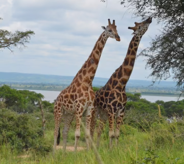 Activities in Murchison Falls National Park