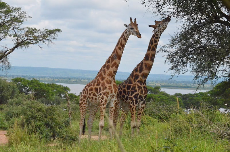Activities in Murchison Falls National Park