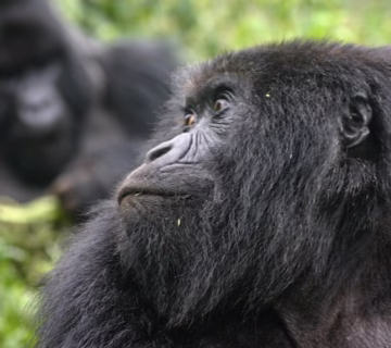 African Countries with Gorillas
