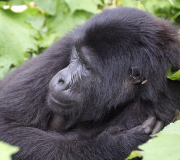 Are Gorillas endangered or Threatened