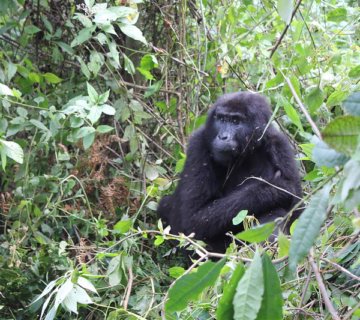 Attractions in bwindi impenetrable national park