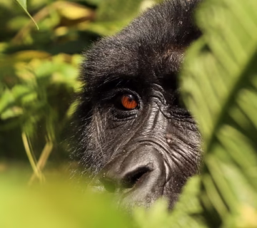 Best Bwindi National Park gorilla trekking section