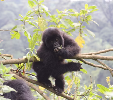 Best place for gorilla trekking in Africa