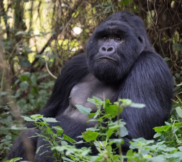 Best place for gorilla trekking in Uganda