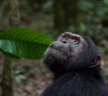 Best time to go chimpanzee trekking in Uganda and Rwanda