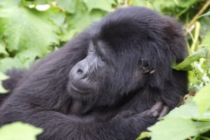 Affordable Mgahinga Gorilla Tours: The Ultimate 2026 Guide