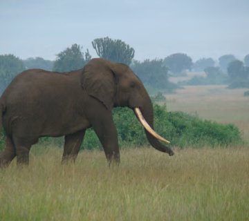 Best time to visit Queen Elizabeth national park