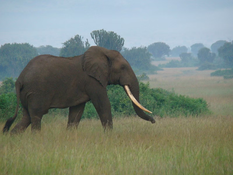 Best time to visit Queen Elizabeth national park