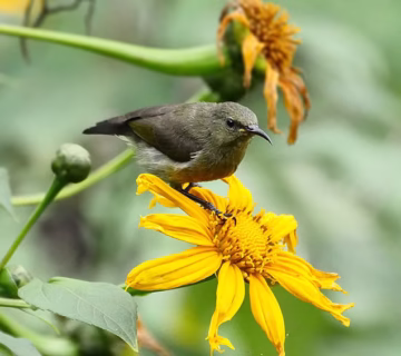 Bird watching in Buhoma sector