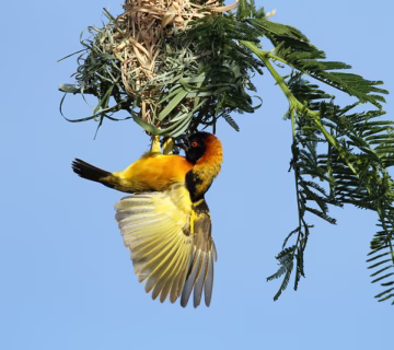 Bird watching in Kibale forest national park