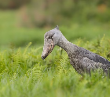 Bird watching in Mabamba swamp