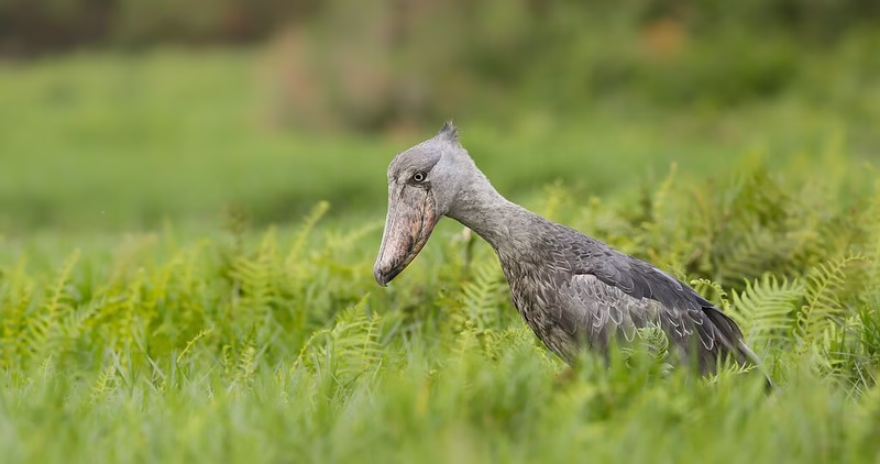 Bird watching in Mabamba swamp
