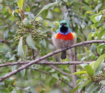 Bird watching in Mgahinga Gorilla National Park