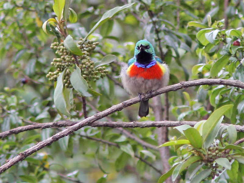Bird watching in Mgahinga Gorilla National Park