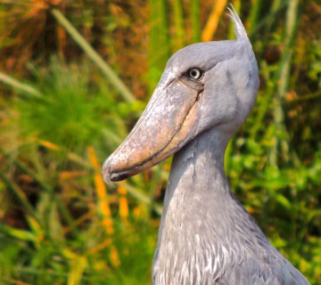 Bird watching in Murchison falls national park