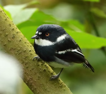 Bird watching in Ruhija sector