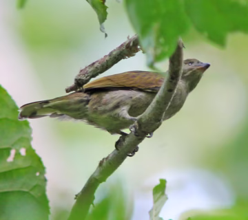 Birding Excursions in Semliki National Park