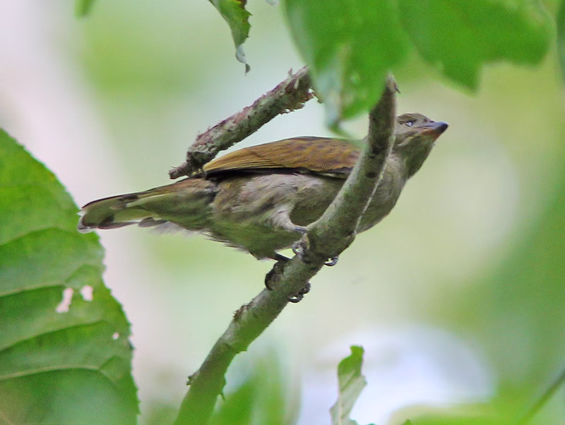 Birding Excursions in Semliki National Park