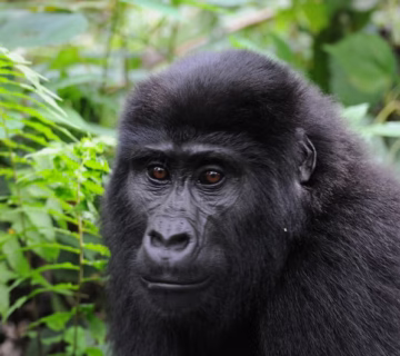 Booking Gorilla Trekking