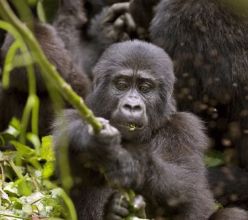 Booking last minute gorilla trekking safari in Rwanda