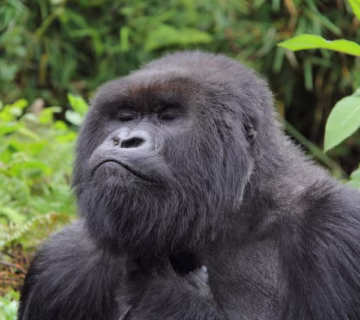 Budget Gorilla Trekking in Uganda