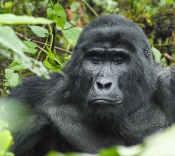 Buhoma sector bwindi