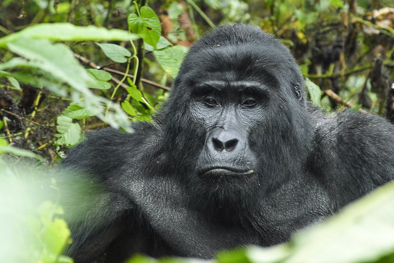 Buhoma sector bwindi