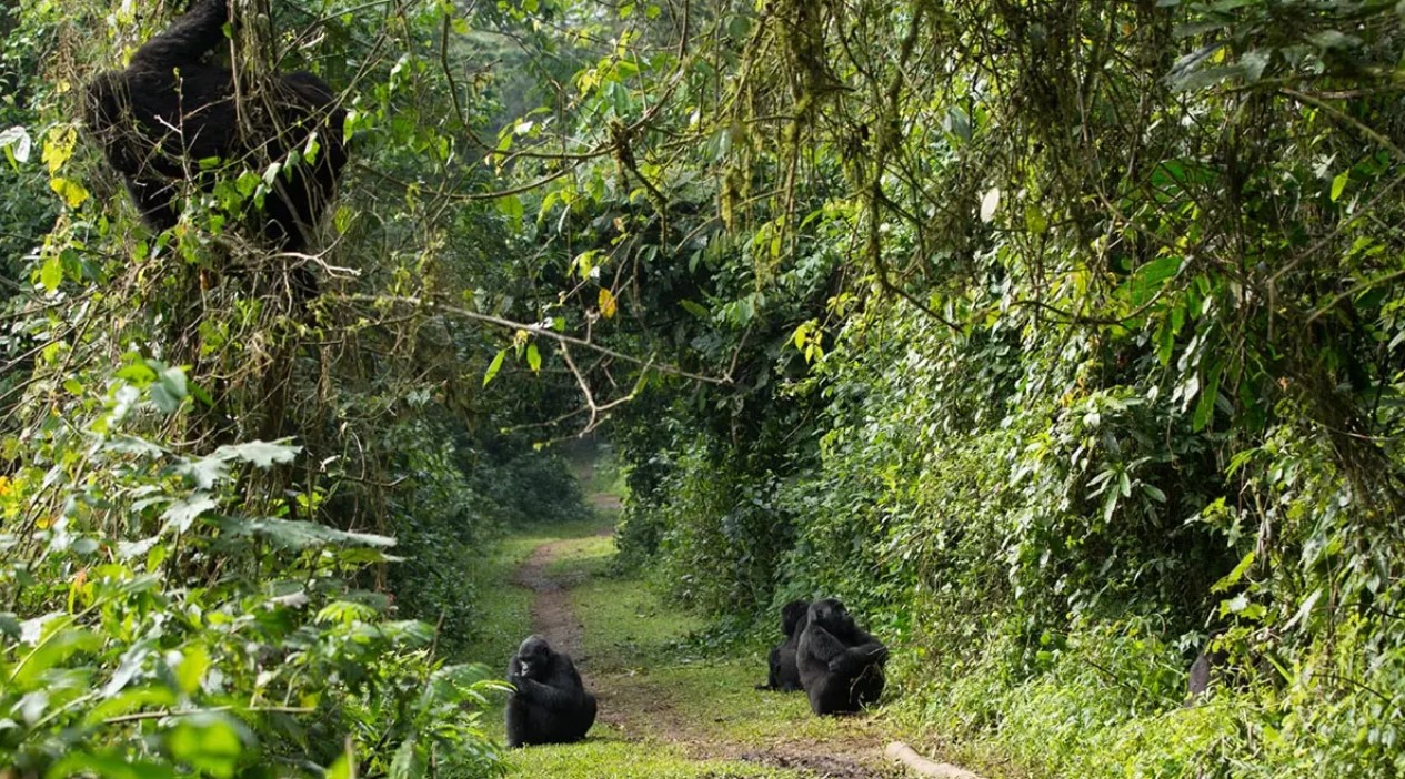 Travel Guide to Bwindi