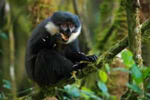 Best National Parks to See Monkeys in Africa: