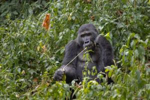Bwindi Gorilla Trekking from Kigali: The Smartest Bwindi Gorilla Trekking from Kigali: The Smartest,