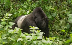 What is a Silverback Mountain Gorilla?