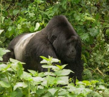 How Tall Is a Mountain Gorilla Standing Up? (Size Guide)